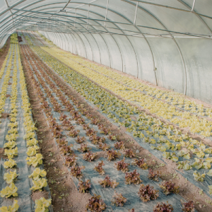 Galvanizli Sera Konstrüksiyon Profili